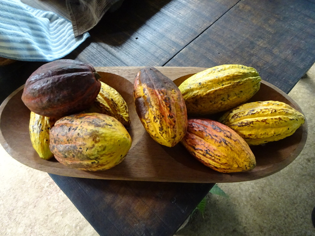 Cacao Fruit - this has the cacao seeds inside.