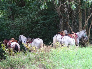 Horses waiting to return us up the valley.
