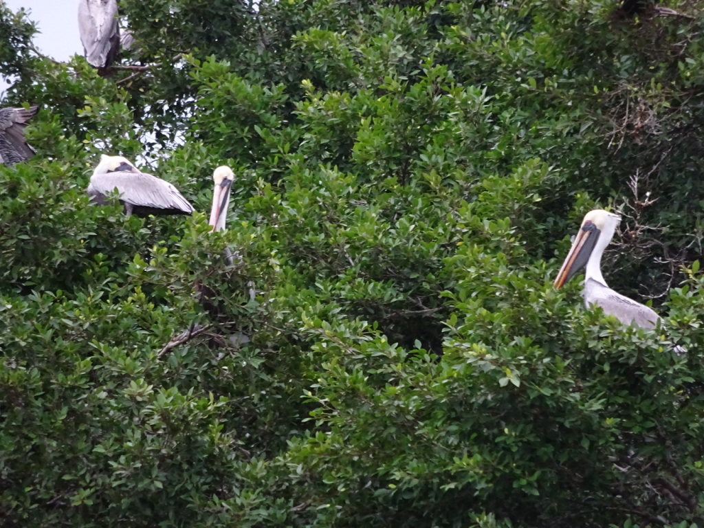 See? I told you:  PELICANS in the TREE! (crazy!)