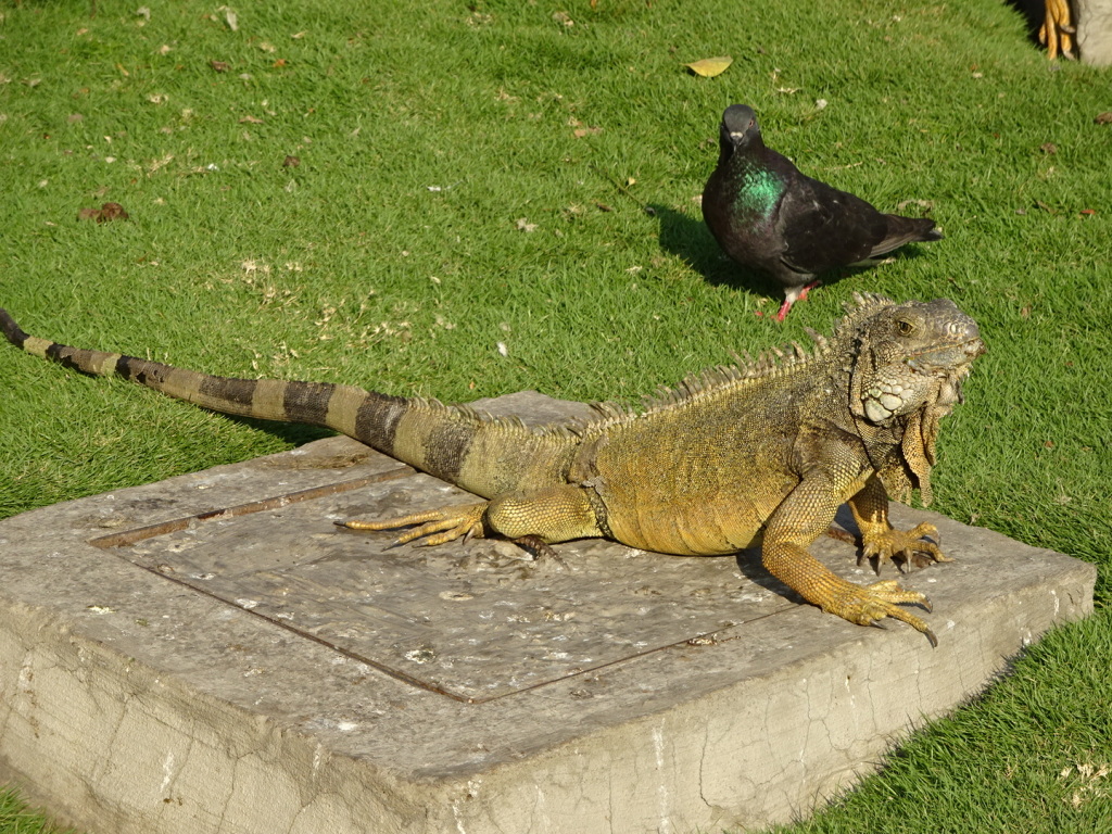 Iguana Park