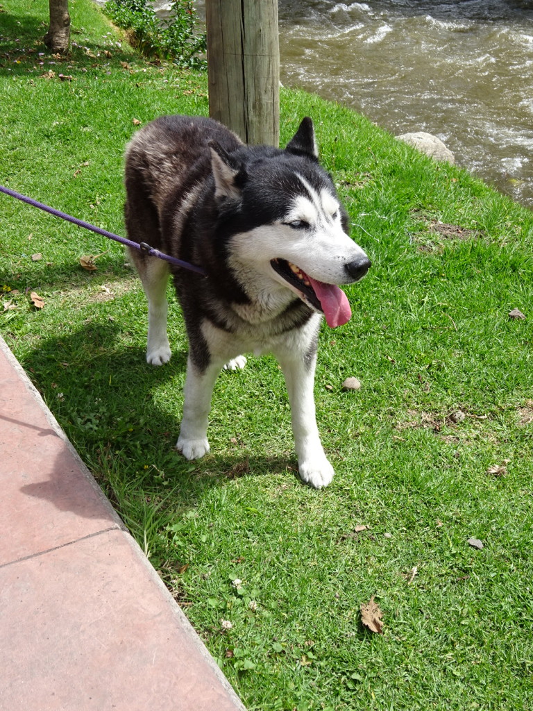 There were a lot of of Huskys in Cuenca, but we've seen them in Panama and elsewhere.