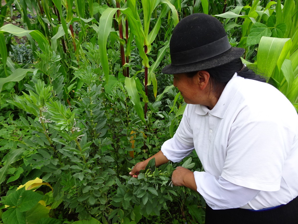 Interesting: Every yard has a corn/maize field...and every field also grows a legume - all mixed together!