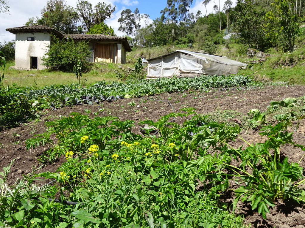 One of the gardens around the house. This had lettuce, cabbage, some root veggies and herbs.
