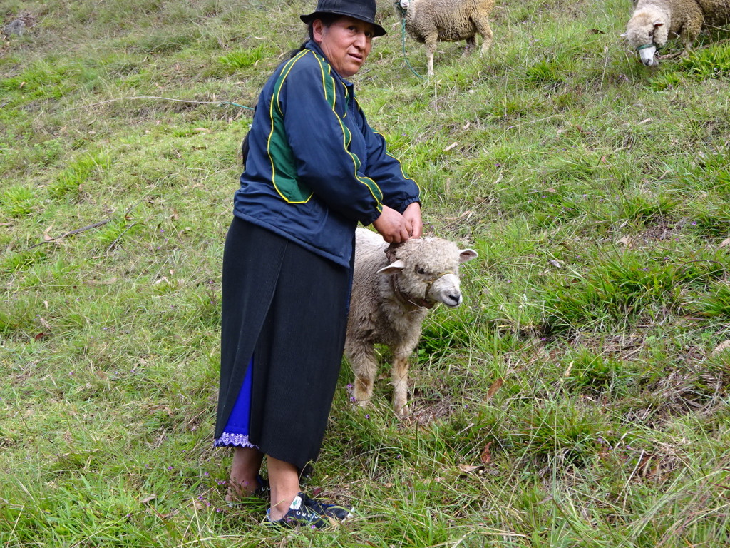 The sheep on the top of the hill.