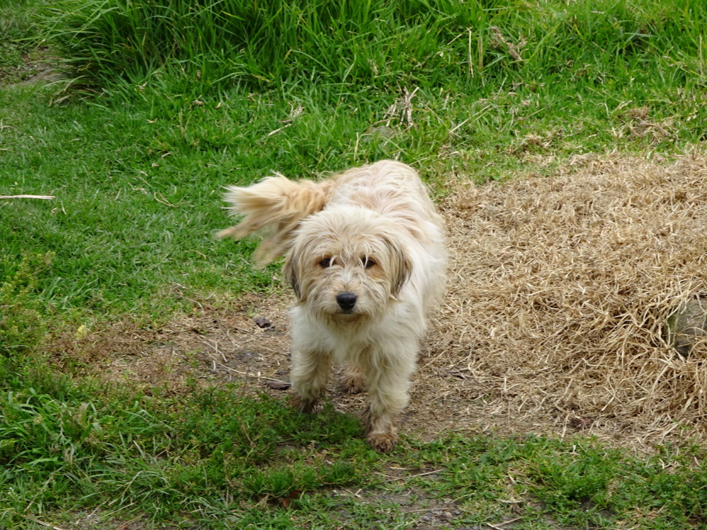 This here is Pinto. He will likley re-appear on our Dogs of South America Post. He followed us around the whole morning...sweet puppy.