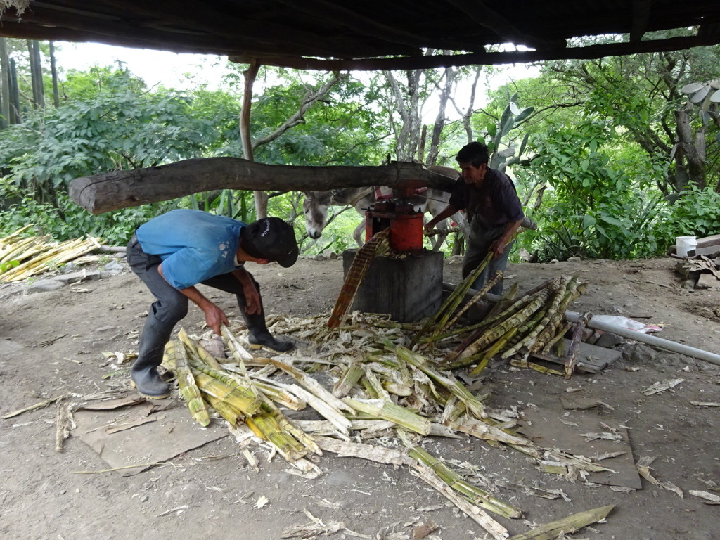 Duuuck! Here is a picture of the operation: The donkey pulls the giant stick. The stick turns the press. The sugar cane is fed through the press. The juice drainsinto a the white pcv pipe on the right and down into the red bucket (not shown here).