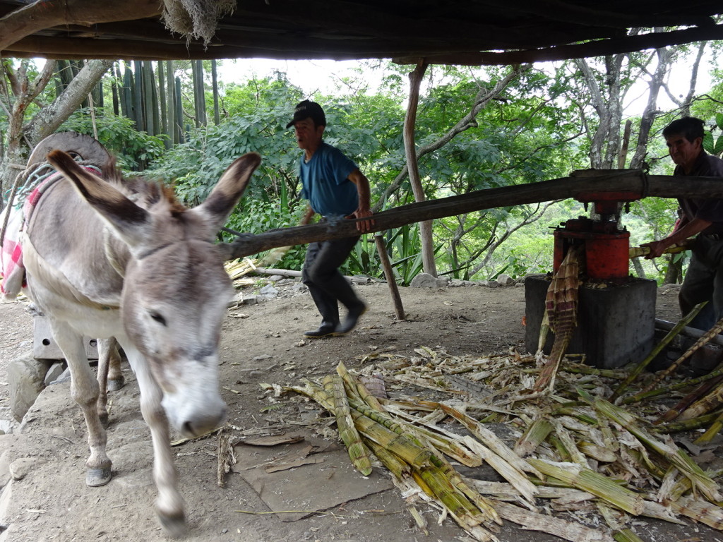 The two men are brothers - both short to start with but also a bit hunched.  The brother in the blue shirt keeps the donkey walking in circles.