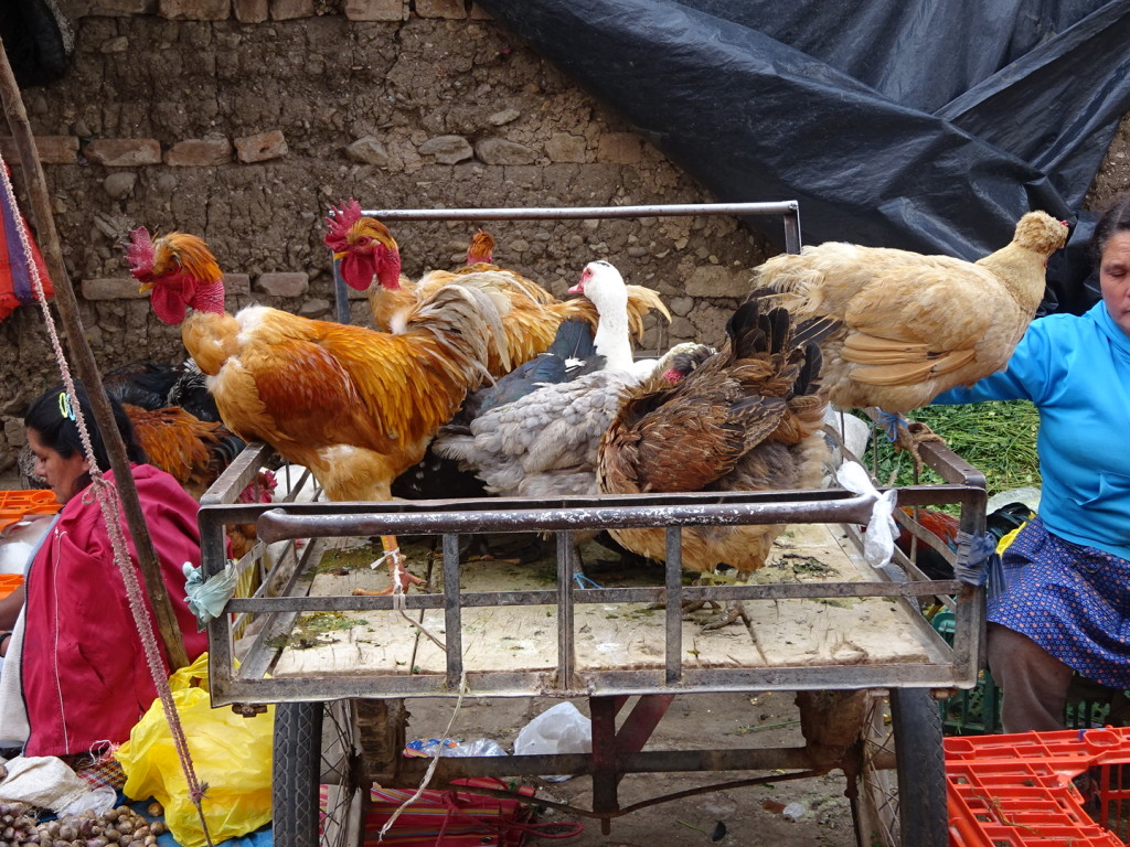 Chickens and ducks for sale. They are eached teathered to the cart.