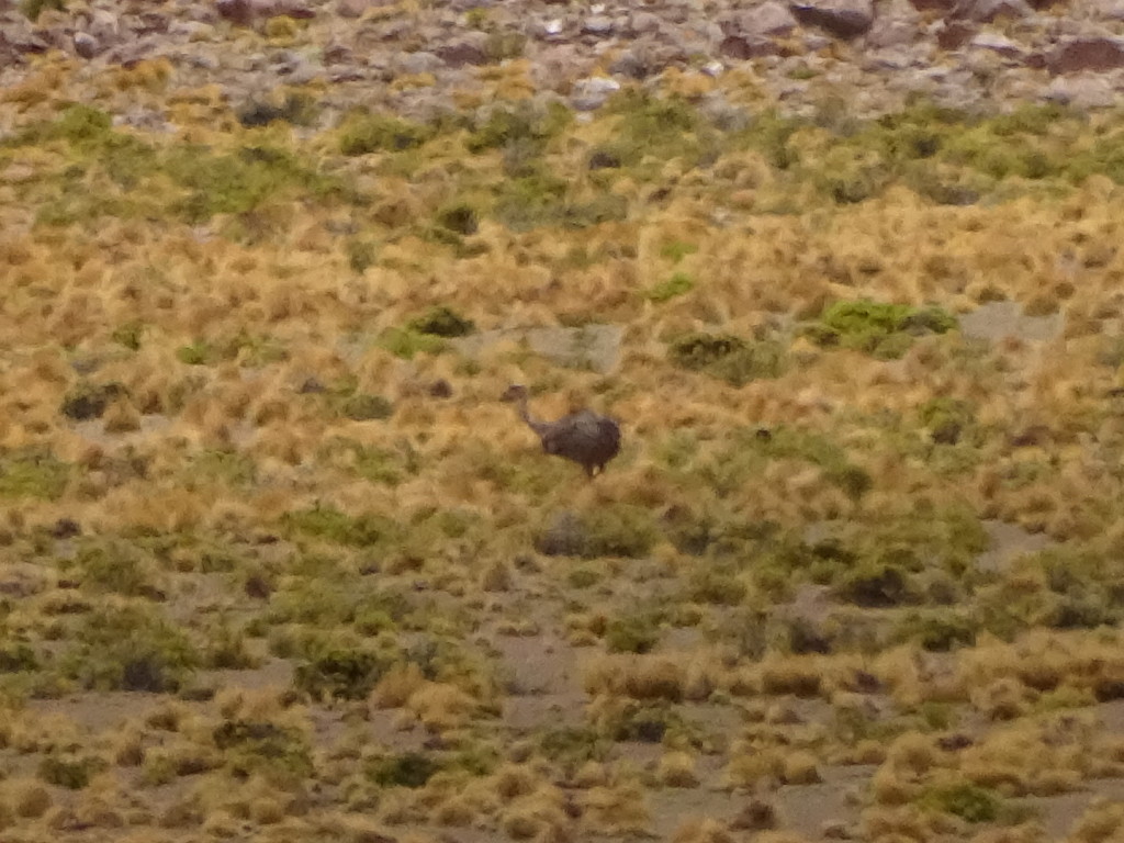 This is Aaron's Big Foot-type evidence that he saw a South American Ostrich on his walk. He was a lone, but I believe him.