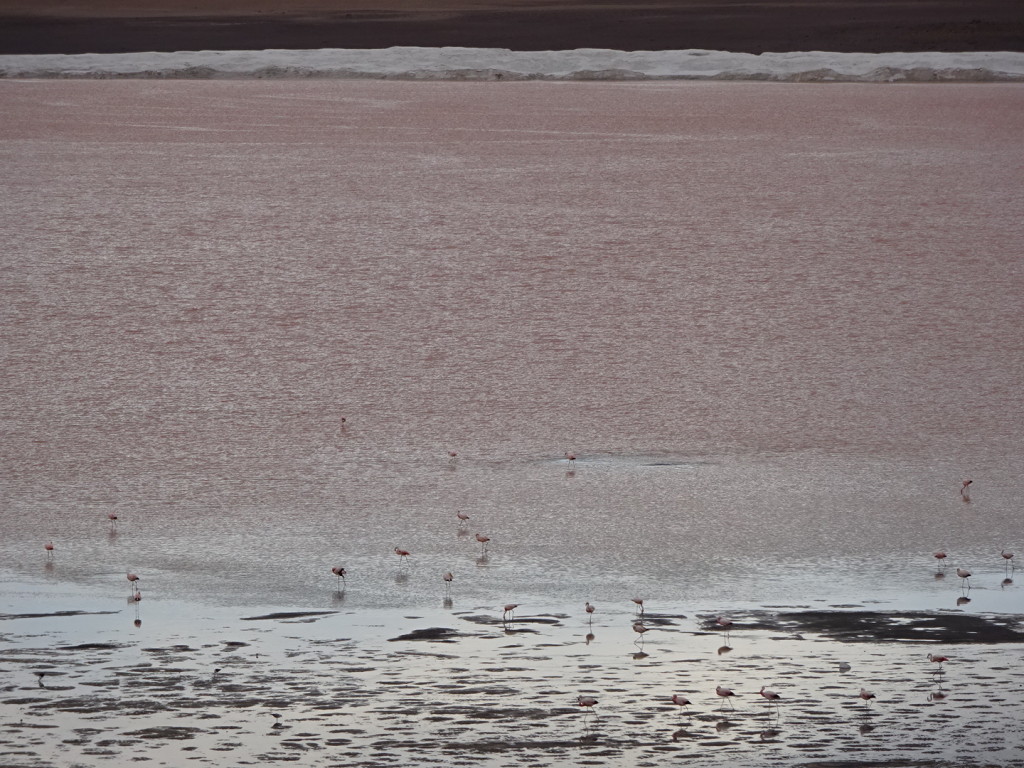 See all the pink? The minerals that turn the lagoon pink, also turn the flamingos pink.