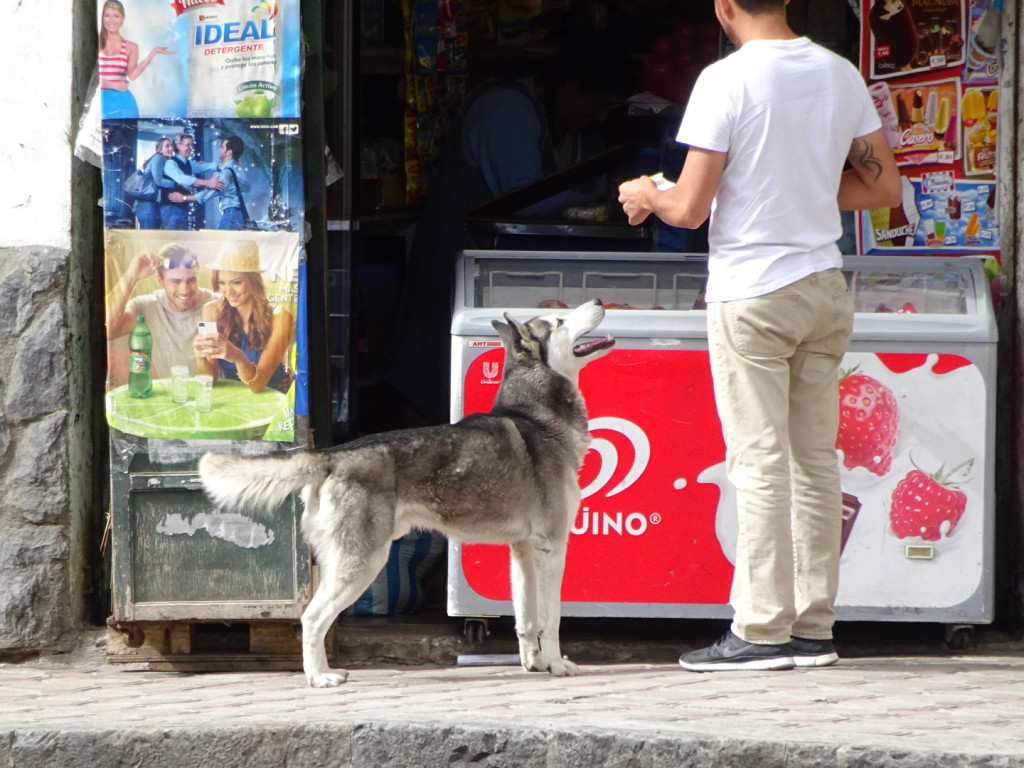 Cuenca, Ecuador.  His owner went out for a snack and the pooch lead the way. The stand owner handed him an apple that he happily munched on.