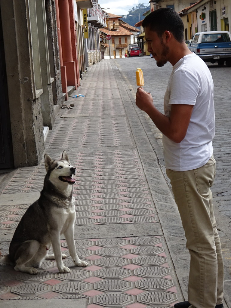 In Cuenca, Ecuador. Got to pet this falla who was very happy to much on an apple followed by a frozen snack.