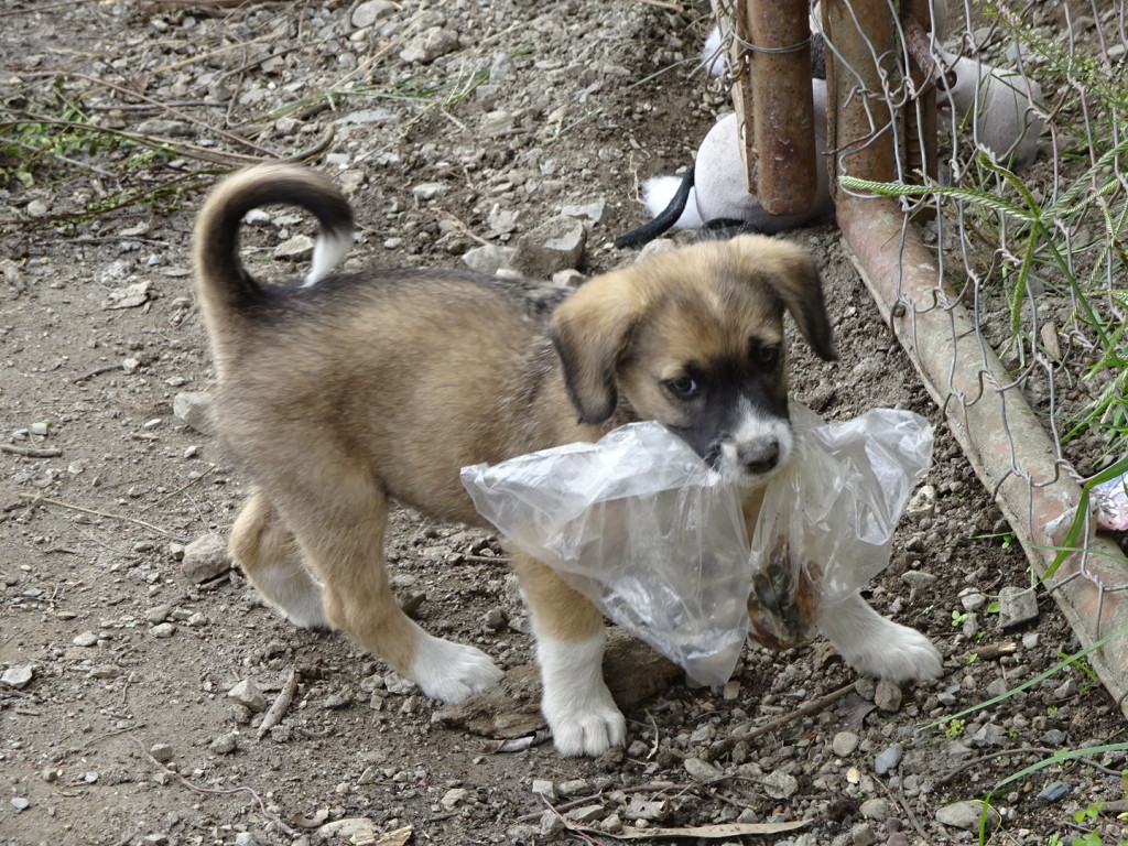 Vilcabamba, Ecuador. This pup got out of the fenced yard but couldn"t get back in. He spent a lot of time trying to get the food out the bag but couldn't figure that out either. :(