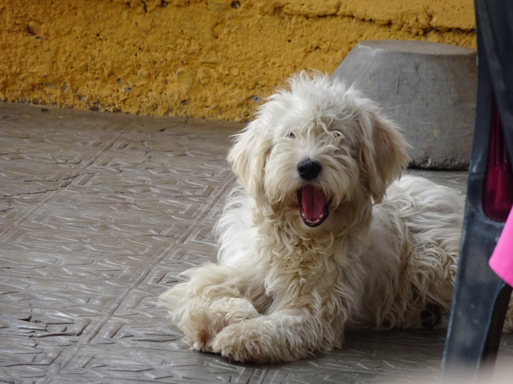Vilcabamba, Ecuador. I think this is the doggification of my stuffed dog, Barry.  