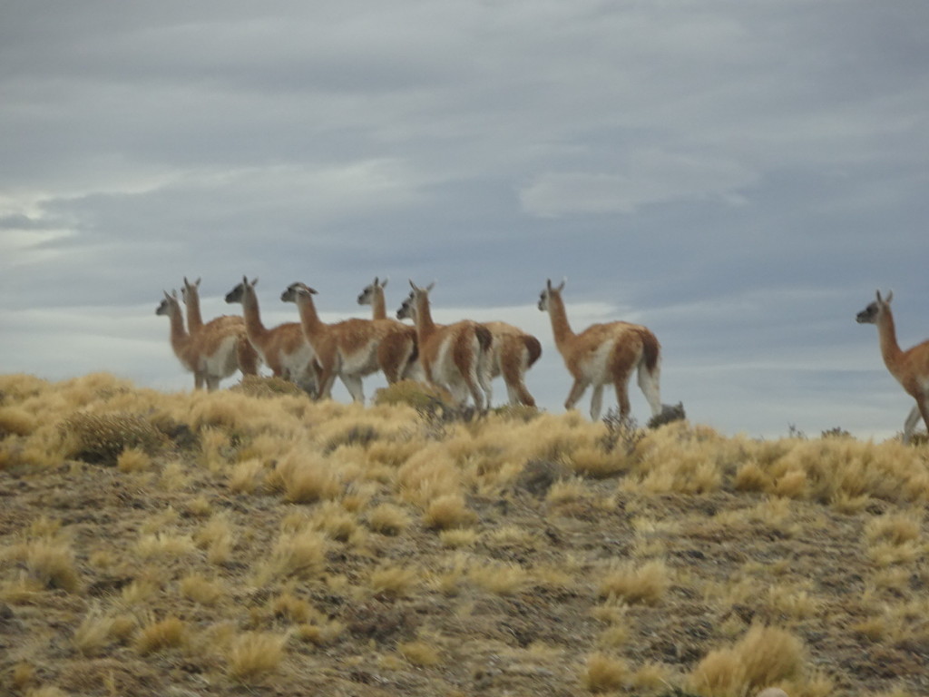 Seems very hard to get a picture of guanacos that's not just guanaco butts.