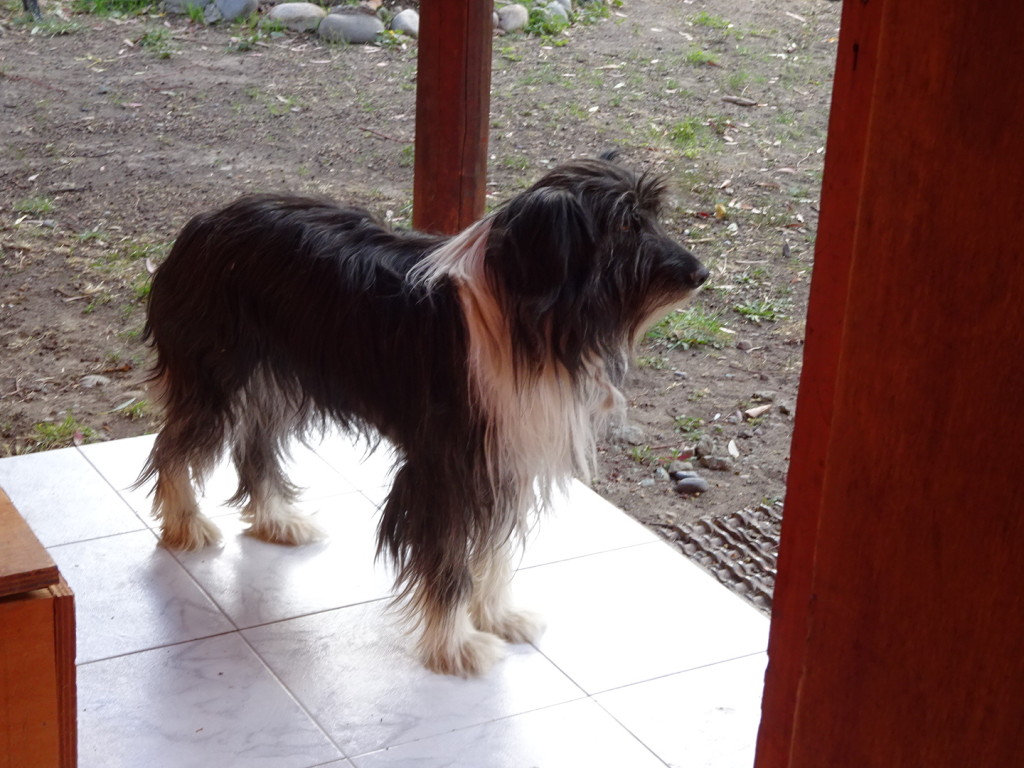 Chile Chico, Chile. This is the house dog at Lo Del Ale - the camp ground we stayed in with six people we had just met. He was friendly and just wanted to sniff out the new folks.