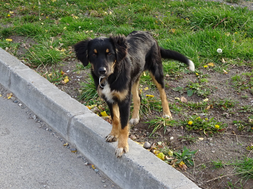 Chile Chico, Chile. One of the many street dogs that took a liking to us. They followed us everywhere and slept on our steps.