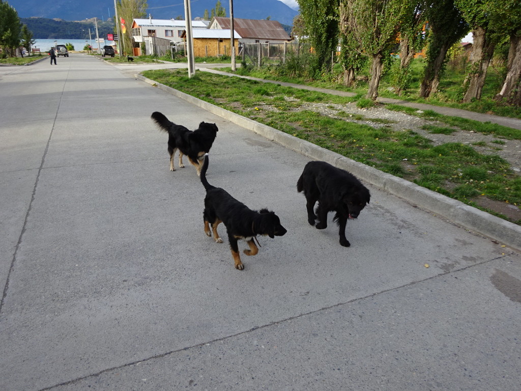 These dogs followed us for a while...and then slept on our door step.