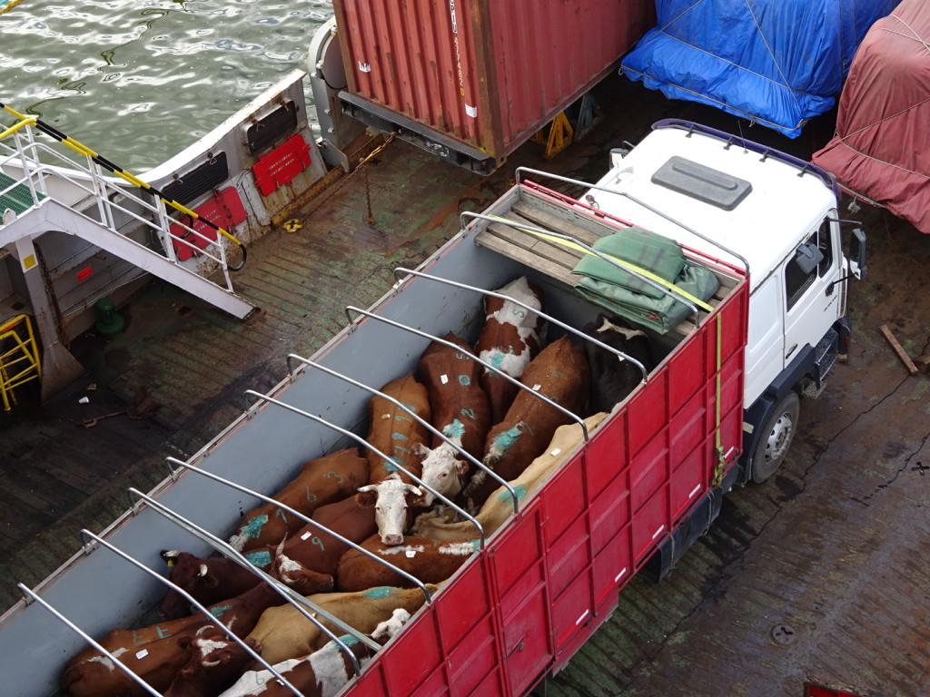 A couple of truck loads of cows also made the trip.