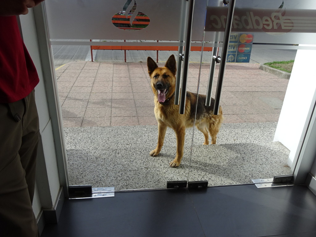 Puerto Varas. This sheppard followed us for about a half-hour - absolutely intent on having some of our ice cream cones. He licked Aaron's back pocket leaving a big wet spot - HA!. Then he playfully nosed my hand looking for a pet.  Finally when we stepped into the bank he wacked his head into the door trying to follow us. For all that, we did have a little bit of ice cream to share after all.