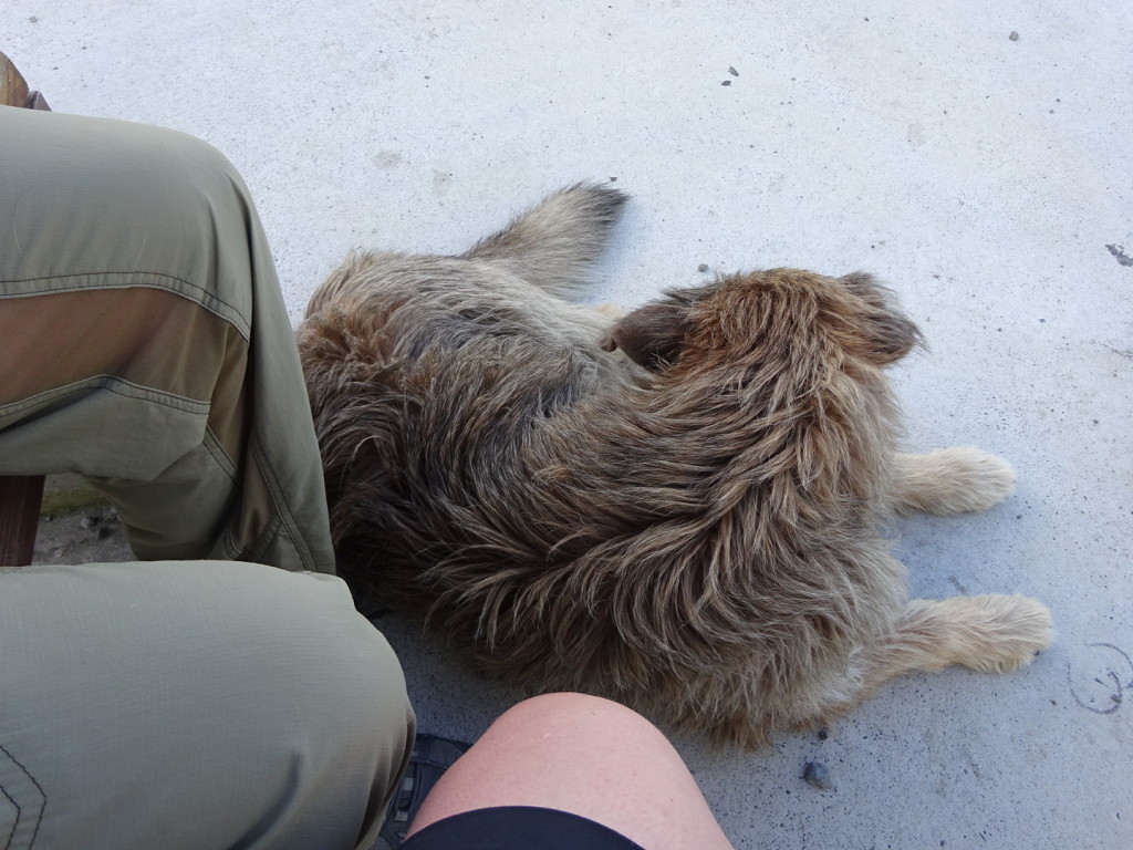 Puerto Varas, Argentina. We sat on a  bench and this guy came along and leaned all his weight into Aaron and then slid down onto his feet - so he wouldn't go anywhere. Aaron gave his matted tuffs a good pet.