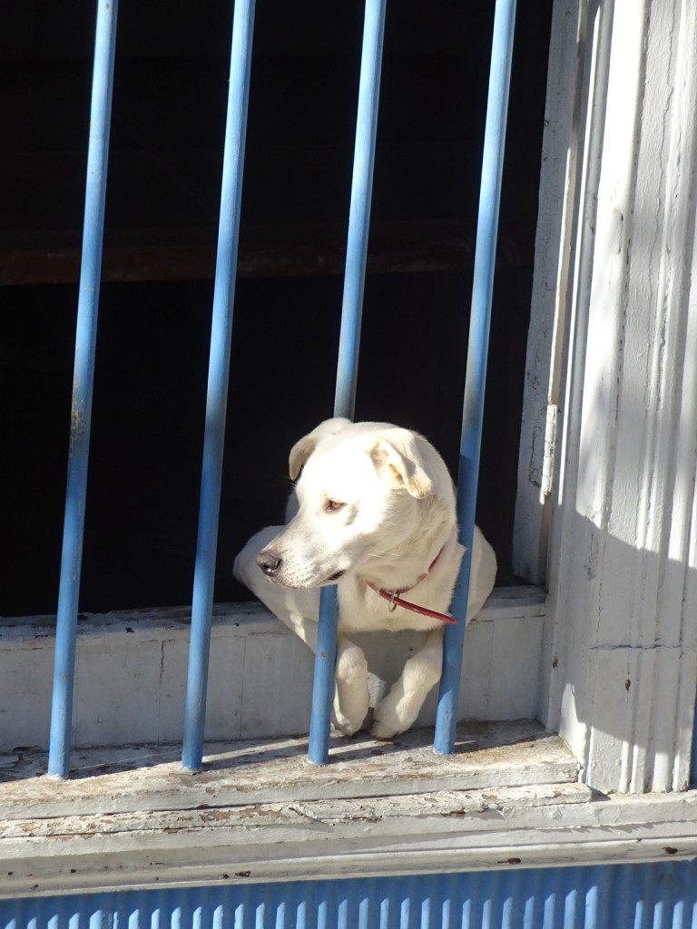 Valparaiso, Chile. Tihs little guy got petted by every single passer-by. Then he'd run back into his house wagging like mad and running around. Then he'd poke his head back out for more pets.