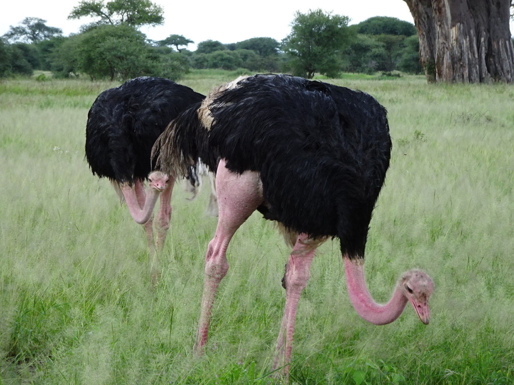 A couple o' males showing off their strong legs.