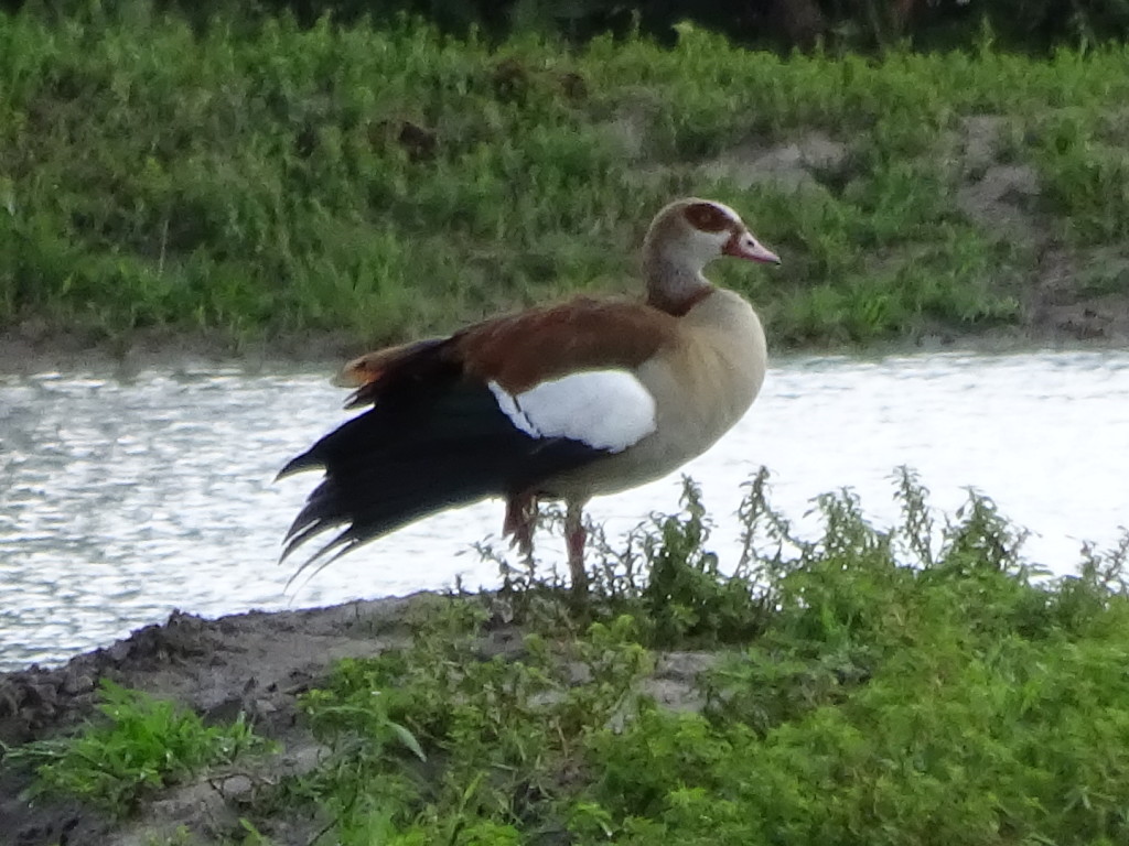 Egyptian geese were so plentiful and we kept mistaking them for other birds - they became a running joke in our vehicle.