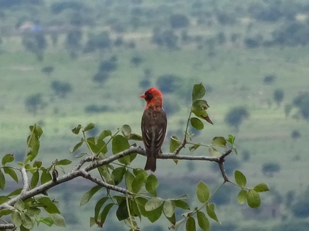 Another type of weaver.