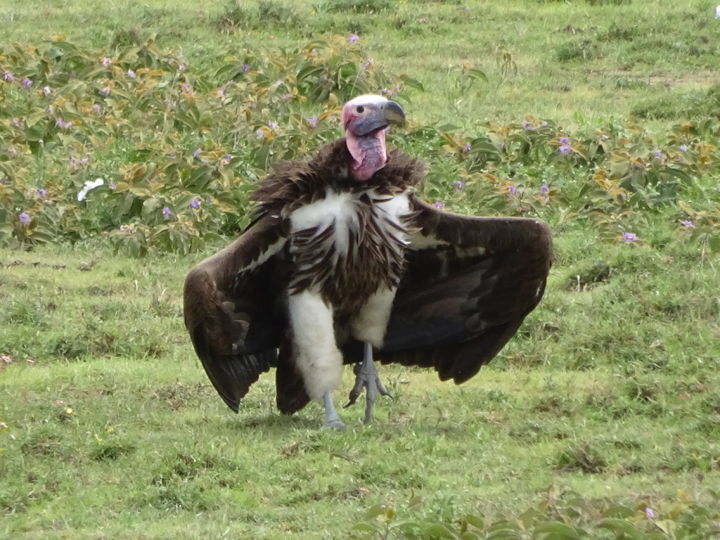 One of the many vultures. They kept reminding me of The Dark Crystal!