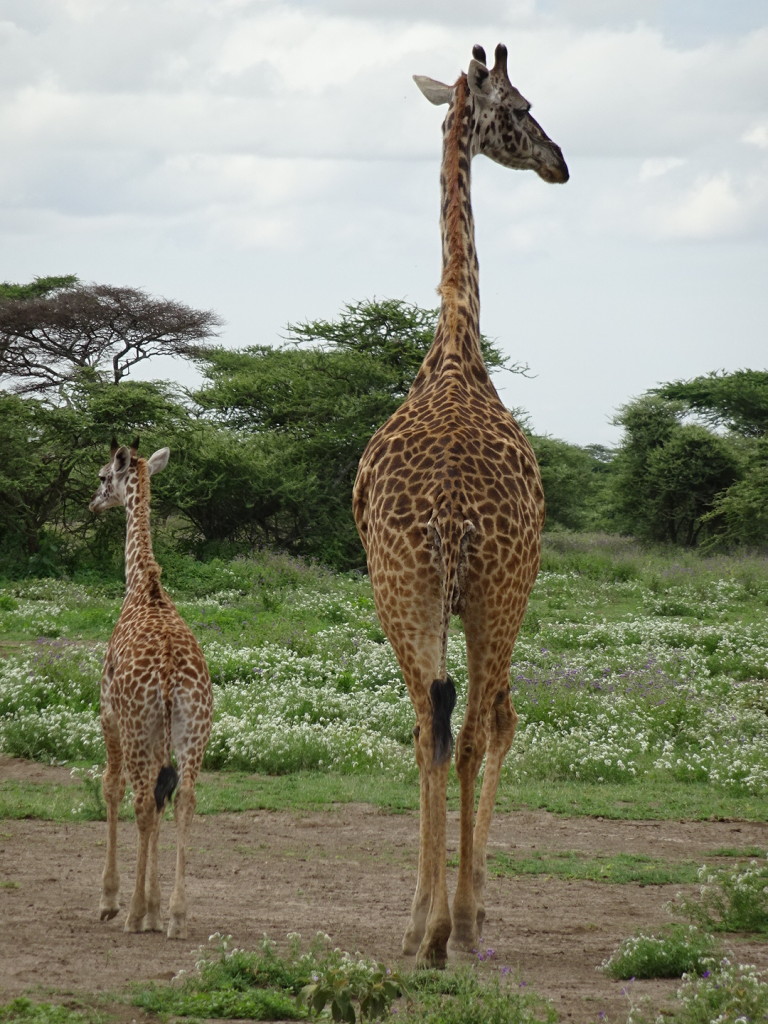 Like father, like son. Or maybe mother/daughter. Or mother/son. A little hard to tell with giraffes!