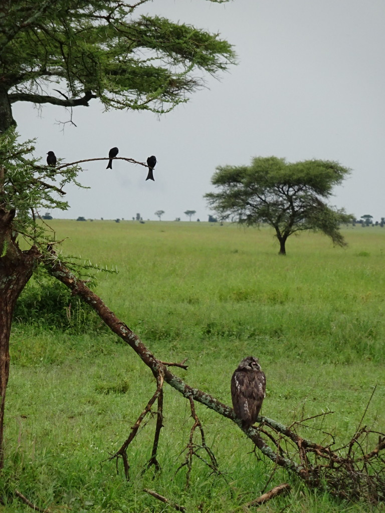 This poor hawk kept being dive-bombed by these sparrows. We never saw it open it's eyes as it was protecting them, but he sure was one cool customer!