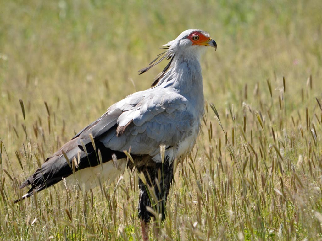 Secretary Bird posing (I scoured our photos and didn't have a great one, so this came from the internet - thank you carolinabirds.org)