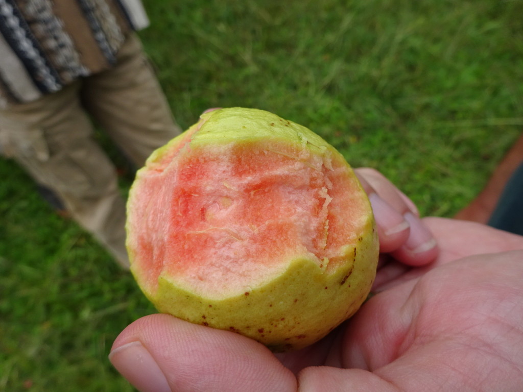 Guava! The highlight of the hike was when we ended up in a guava grove and Masha encouraged us to eat as much as we could.