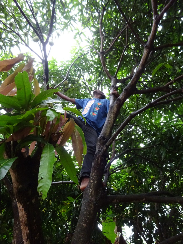 David's cousin climbs the mango tree to pick us some good ones. David stood on the ground directing him to the hardest-to-reach fruit.