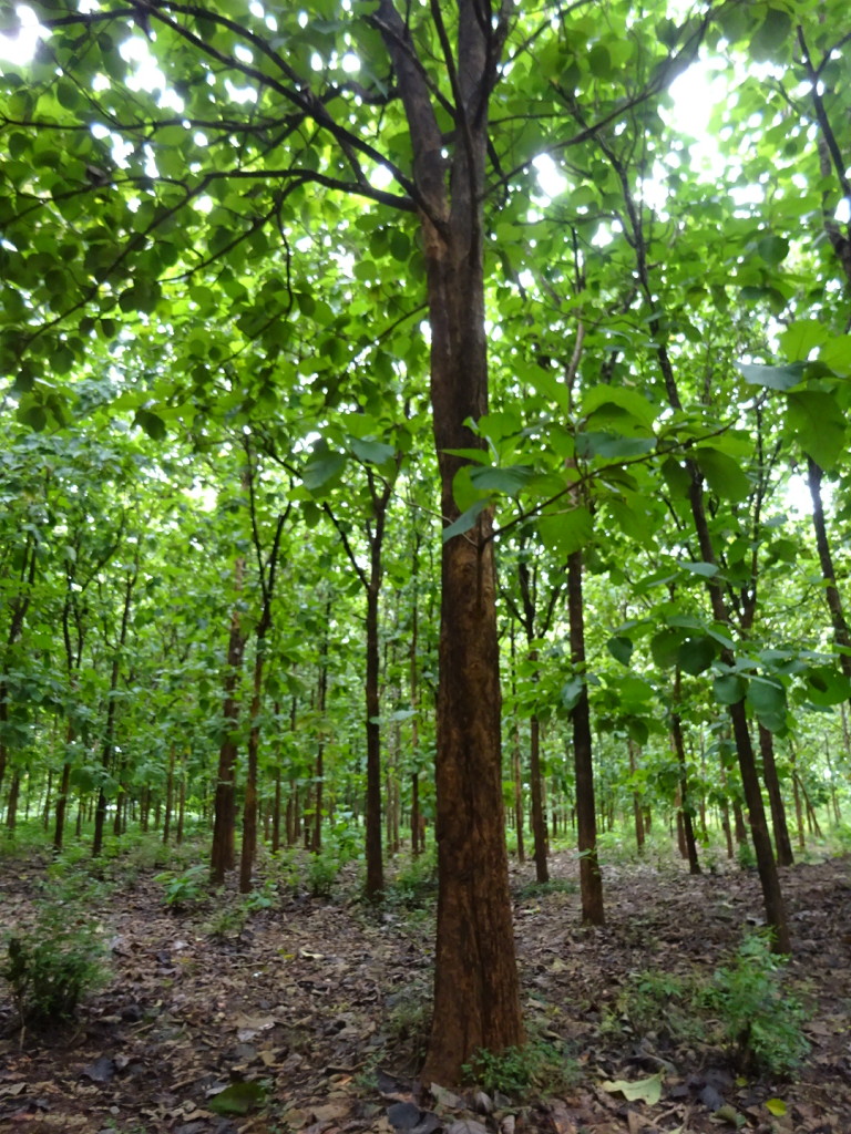 This forest is owned by the Amboni Corportation CHECK - but the peopel of Amboni get nothing from it. There was a lot of this sort of thing in TZ and it's one thing we really disliked.