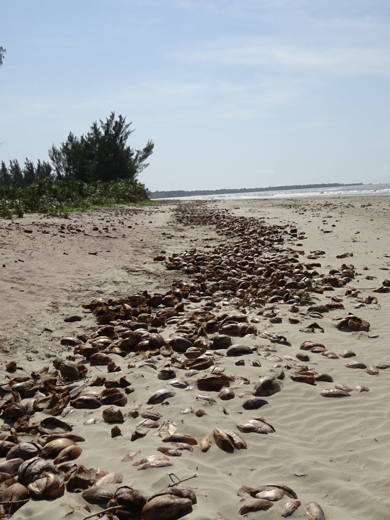 Coonut shells washed up on the shore. I think they look interesting. The hostal staff scoops them up and removes them regularly otherwise the beach would be solid coconuts!