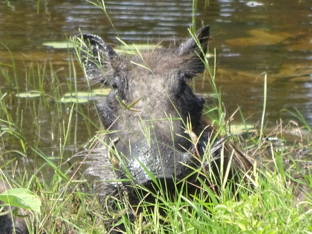 Warhog! This is in Saadani National Park, but these guys just wandered around town.