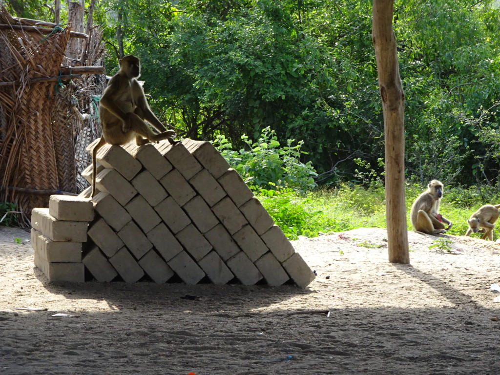 Monkeys surrounding our bandi (OR WAS IT BABOONS????)