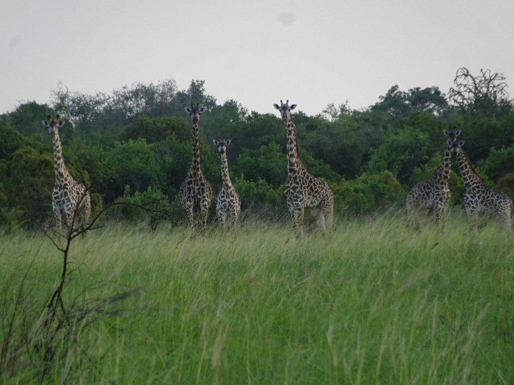 We watched this herd, and they watched us on our walking safari.