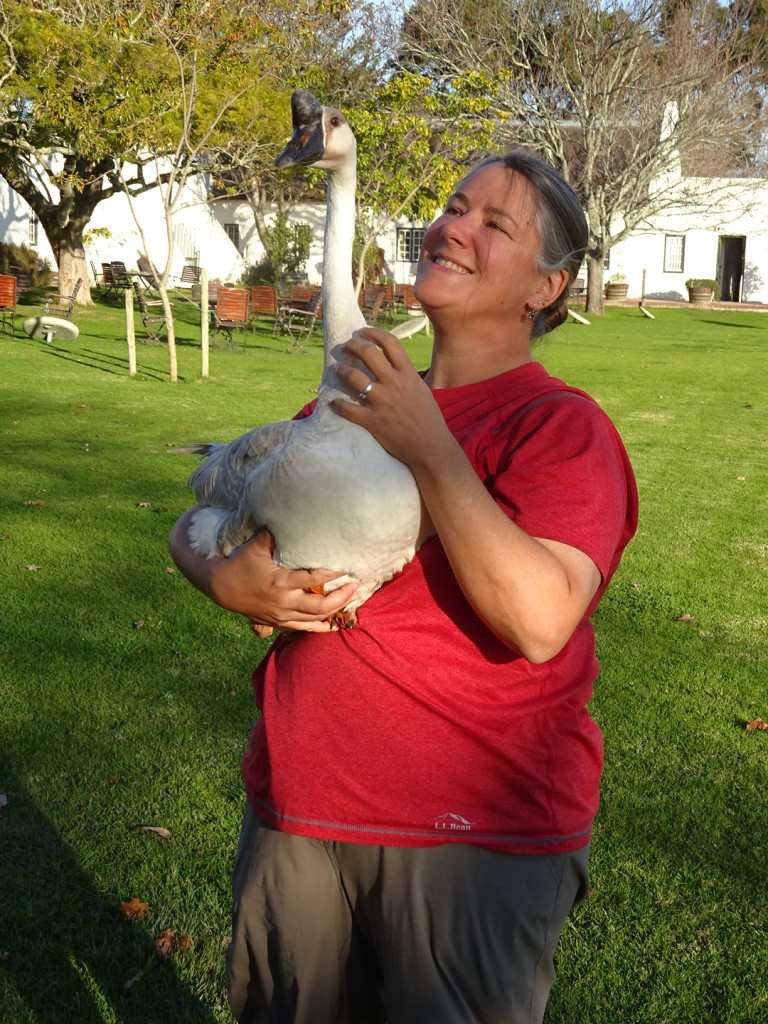 Anner and Rocko share an instant bond. For those who don't know, Anner had a pet goose as a child. That's another blog.