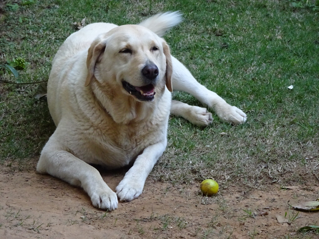 The dogs came in triplicate and were three times the fun, for sure. See the lemon? She wants you to throw it for her.