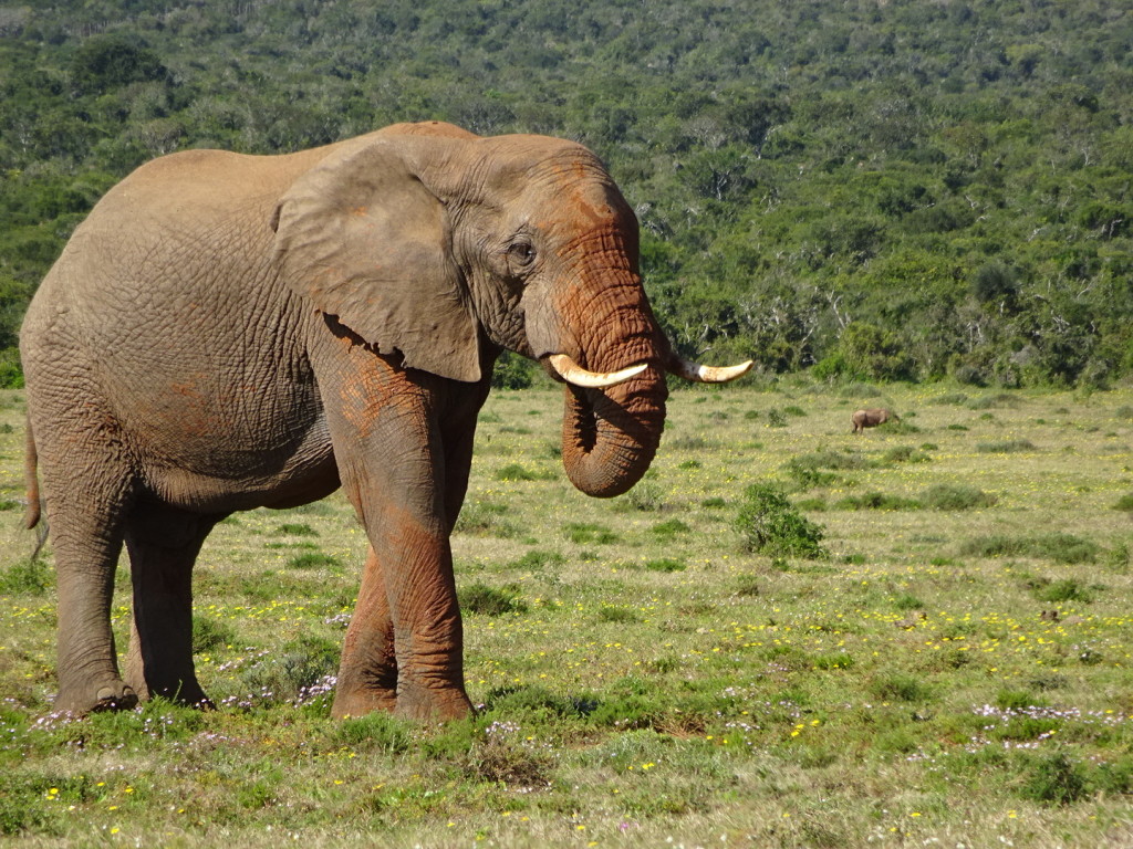 We saw this elephant coming out of the trail in the distance...could baaarly see him. Then for the next 20 minutes we watched as we basically walked with 100 meteres of the car. Just beautiful. One of the advantages of self-drive is you can just sit and watch as long as you like.