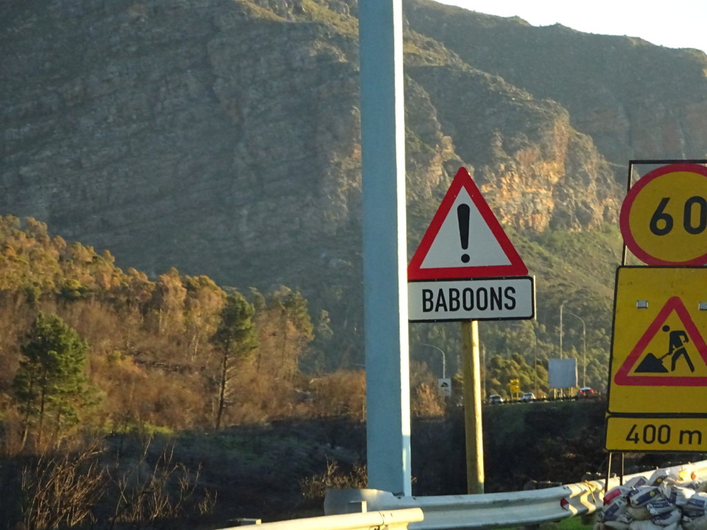 Love that the warnings all come with an exclamation markt...we were sure to scream everytime we saw one, "BABOONS!". And we did see baboons on the road! Big ones! Super awesome and scary!