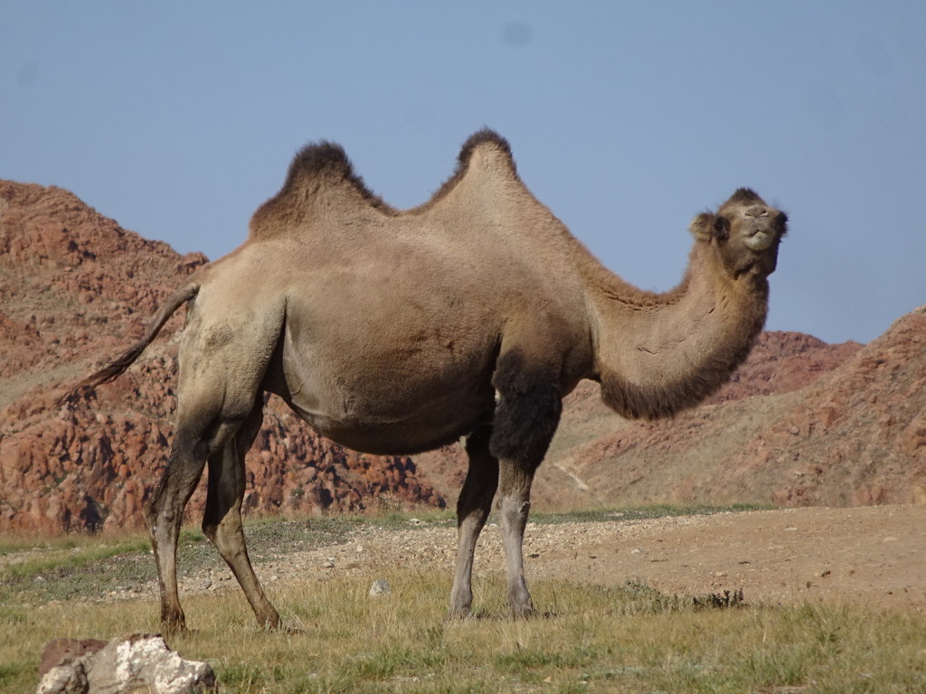 We even saw camels while we were off-roading. I've never seen herds of camels before!