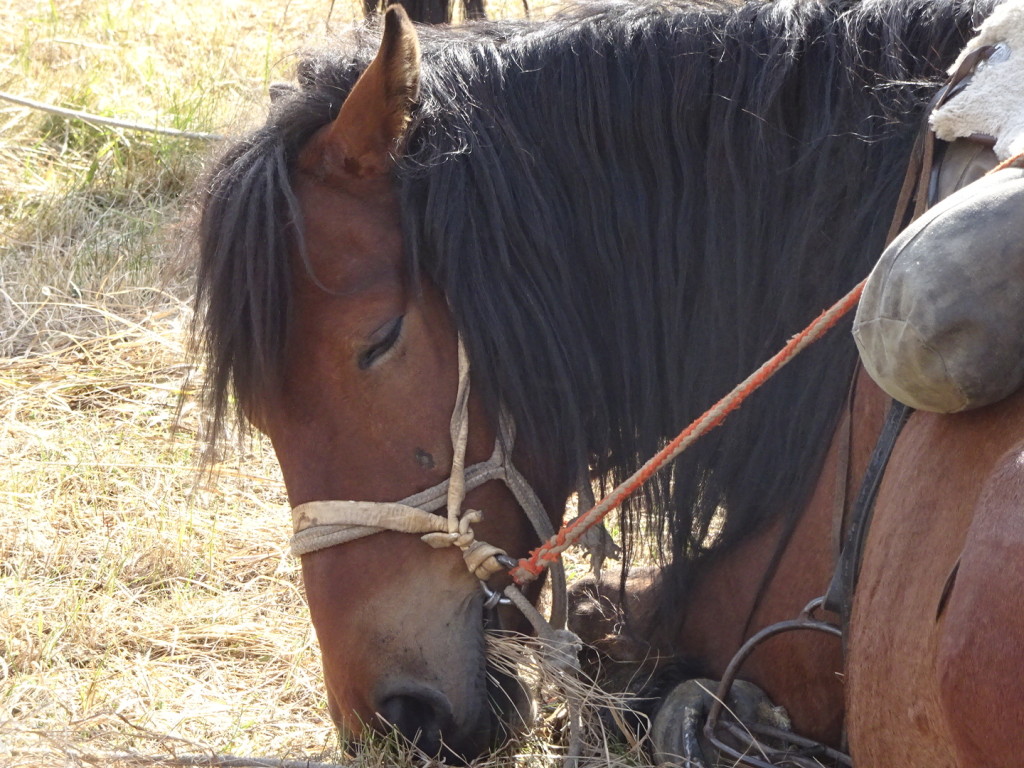 Trusty falling asleep with a bite of grass still in his mouth. Someone even got a picture of him sleeping sprawled out on the grass. that's my horse!