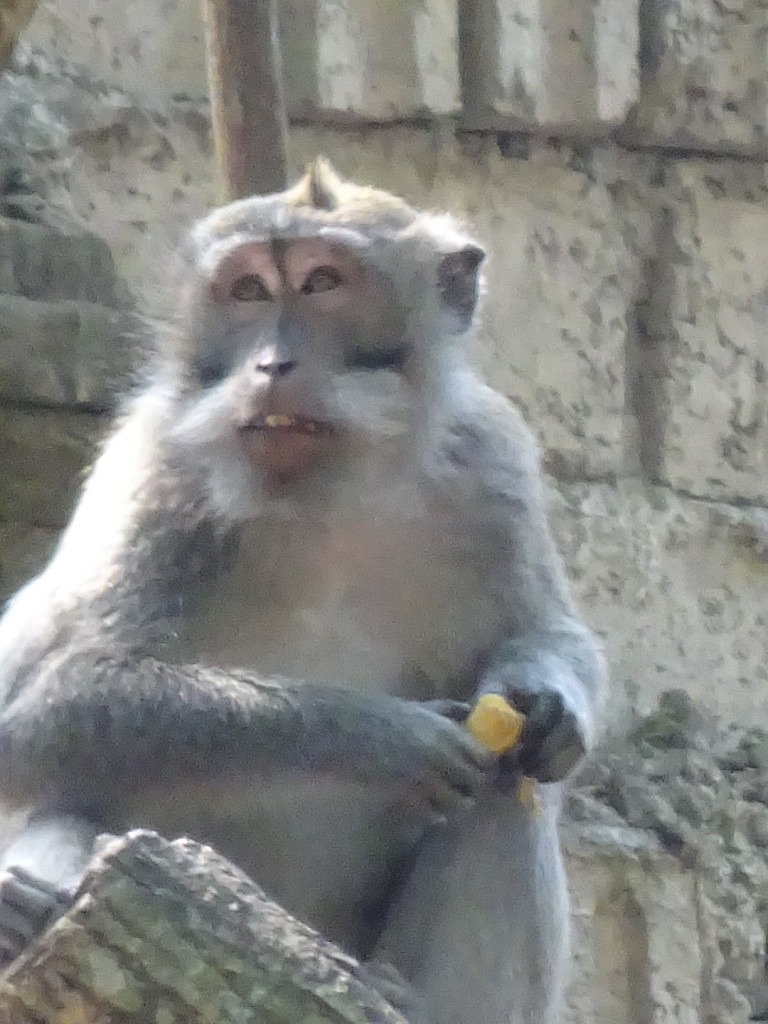 The Monkey Forest was close by.They have learned to get foods from humans so they are no longer the curious and fun monkey to watch, like in Mangengan, instead you have to be on gaurd so they don't steel form you.