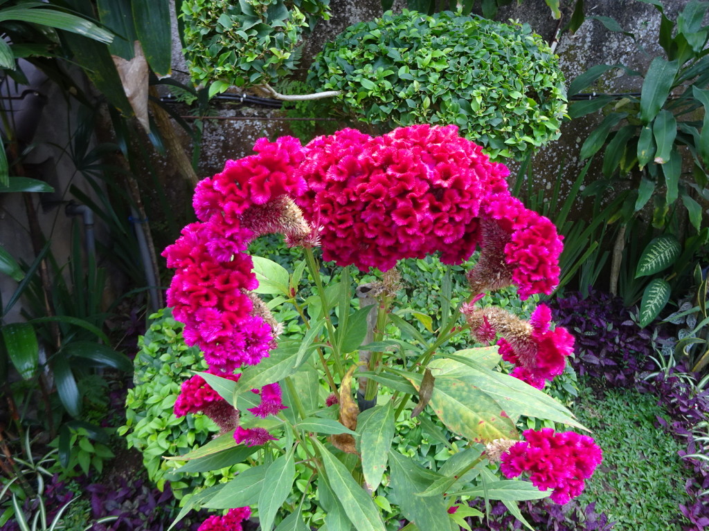 Had only ever seen these i the grocery store and now I can tell you they are from Bali and so much more pretty in the garden!