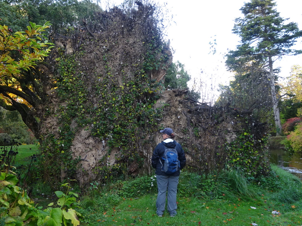 This is the bottom of a big old feld tree with all the root structure exposed and a big hole in the ground. Plants have started growing from within it. I was aw struck.