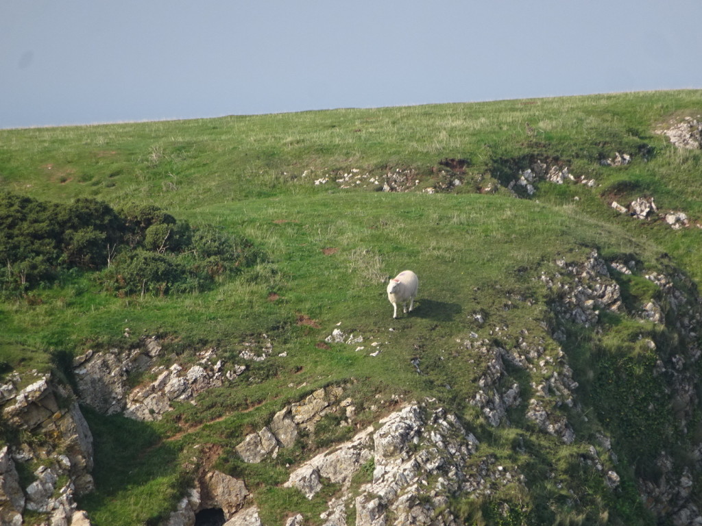 The sheep certainly weren't scared of the cliffs. Lets just say we didn't go quite that close...